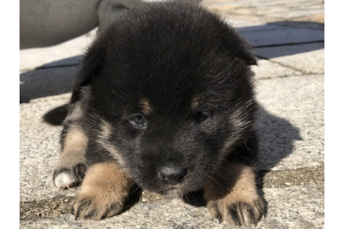 成約済の長崎県の柴犬-58892の2枚目